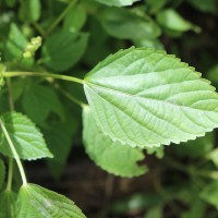 Acalypha lanceolata Willd.
